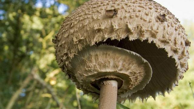 Soustředit se na sbírání hub pouze v jehličnatém lese je naprosto špatná myšlenka. Houby rostou ve velkém i na krajích lesa. Jsou druhy, které prostě milují trávu.