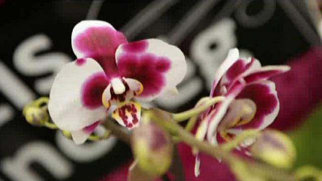 Jeden z posledních vyšlechtěných kultivarů oblíbených orchidejí vhodných pro pěstování v bytech.
