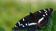 Bělopásek topolový je náš největší motýl, rozpětí jeho křídel bývá 65 - 80 mm.