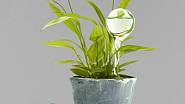 Samozavlažovací rezervoáry pro pokojové rostliny lze koupit například i u firmy Tchibo.