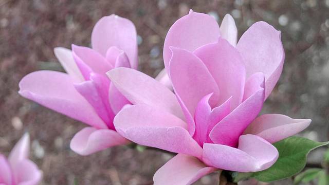 Šácholan liliokvětý (Magnolia liliiflora) 