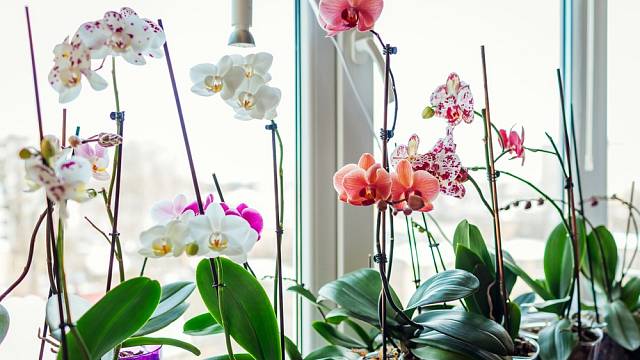 orchideje na okně