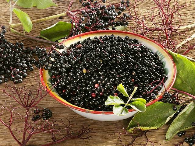 Květy i plody černého bezu obsahují množství vitaminů, flavonoidy, třísloviny, slizy, silice i další zdraví prospěšné látky.