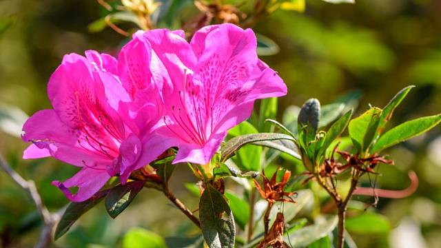 Indická azalka - Rhododendron simsii