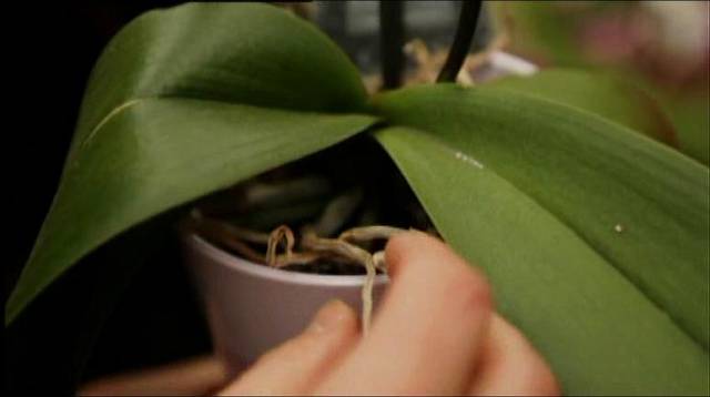 Při nákupu orchidejí sledujte především to, v jakém stavu mají kořeny. Nesmí být suché a olámané a měly by mít větší množství stříbrozelených výhonků. 