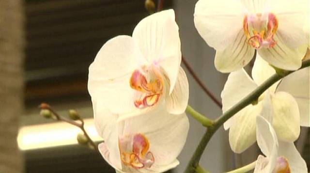 Jeden z nejběžnějších kultivarů je bílý falenopsis, druh, který je nenáročny a lze jej doporučit začínajícím pěstitelům.  
