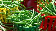 Zelené lusky fazolu zahradního jsou chuťově jemné a křehké