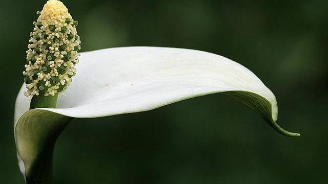 Ďáblík bahenní (Calla palustris)
