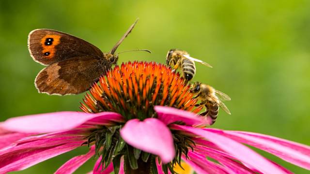 K dočasnému přilákání motýlů můžete využít celou řadu rostlin.