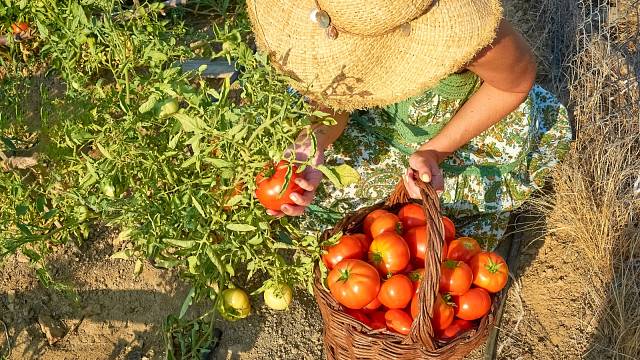 Hnojení rajčat
