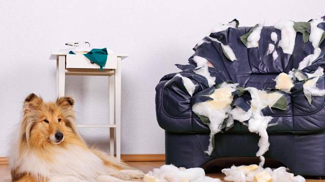 Takhle to dopadá, když se váš pes doma nudí. Ilustrační foto: Shutterstock.com