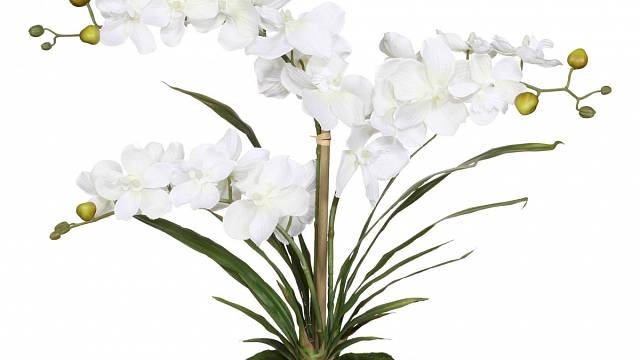 Kdo se necítí na pěstování exotických orchidejí, může si pořídit umělou. V kvalitním provedení vypadá velmi přirozeně a výborně dokreslí klasicky elegantní styl. Umělou orchidej se třemi stonky a nepřehlédnutelnou výškou 50 cm prodává pod názvem Vanda ...