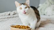 Co nesmí kočky jíst