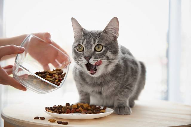 Kvalitní kočičí granule poskytnou kočce všechny potřebné živiny.