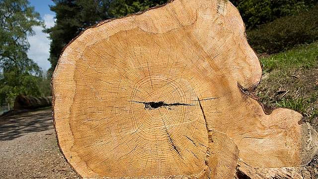 Pokácený kmen borovice lesní (Pinus sylvestris)