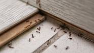 Mravenci v domě