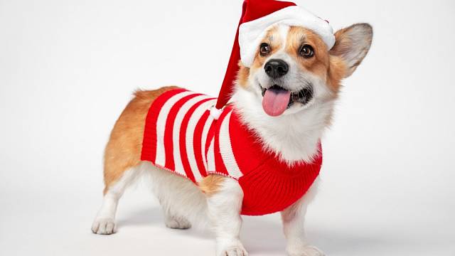 pes oblečený na Vánoce