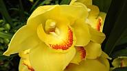 Květy chladnomilné orchideje Cymbidium jsou často používány v kyticích.