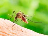 Komáři a krevní skupiny