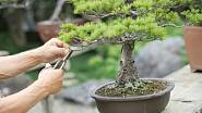 Péče o bonsaje - prořezávání