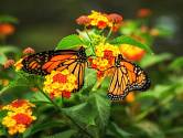 Motýli na květech libory