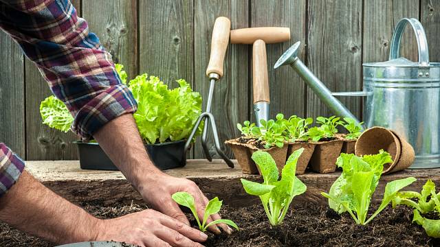 Pěstování zeleniny