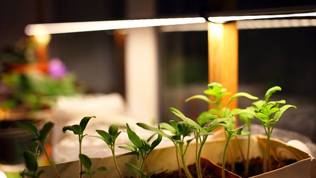 Umělé osvětlení pokojových rostlin