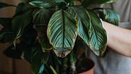 The most common problems of indoor plants