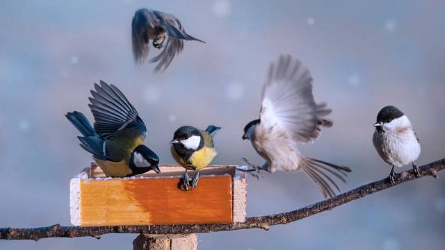 Ptáci v zimě