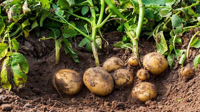 Pěstování brambor triky