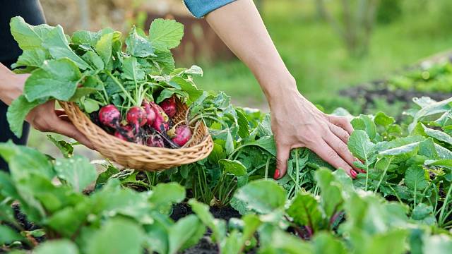 Kterou zeleninu můžete vysévat i sklízet na podzim?