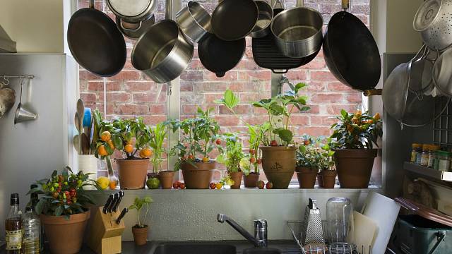 Rostliny v kuchyni