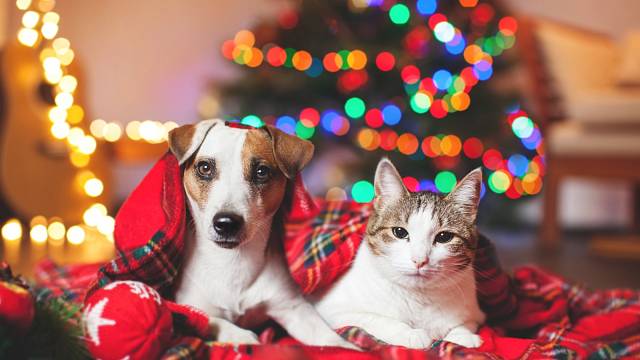 Vánoce kočka a pes