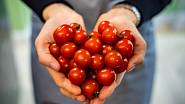Jaké použít hnojivo na rajčata?