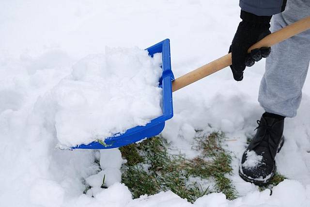 až napadne sníh, budeme ho ze zahradních cestiček přehazovat k rostlinám, které tak ochráníme před omrznutím.