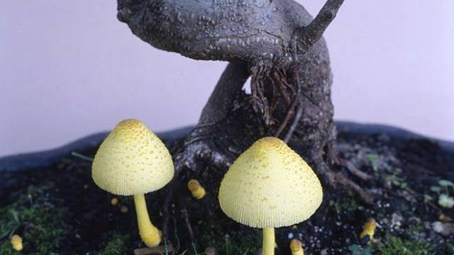Fáze růstu houby 3