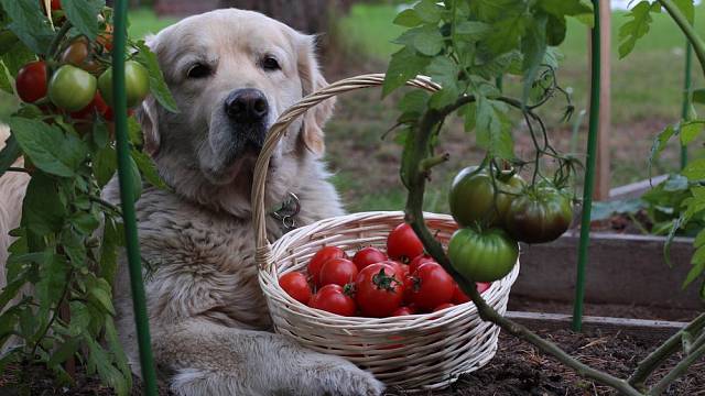 Nezralé plody a listy rajčete jsou pro psy toxické.