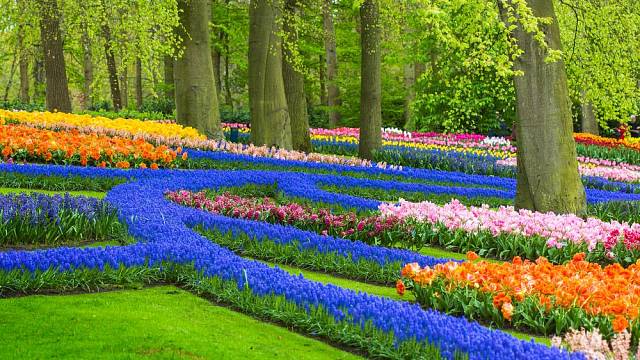 Koberce a potoky modrých květů vytvářejí v parcích nádherné obrazce.