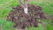 Kypřit do hloubky má smysl, jen když zapravujete zelené hnojení, jinak by mohlo dojít k poškození kořenů.