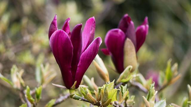 Šácholan liliokvětý (Magnolia liliiflora), kultivar nigera