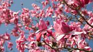 Šácholan (Magnolia, česky také magnólie) je rozsáhlý rod s asi 210 druhy rostlin z čeledi šácholanovité (Magnoliaceae). Rod je v latině pojmenován po francouzském botanikovi Pierre Magnolovi.