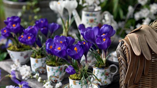 Vytáhněte ze skříně nádobí po babičce a vytvořte si originální květináčky pro malé pestrobarevné posly jara.