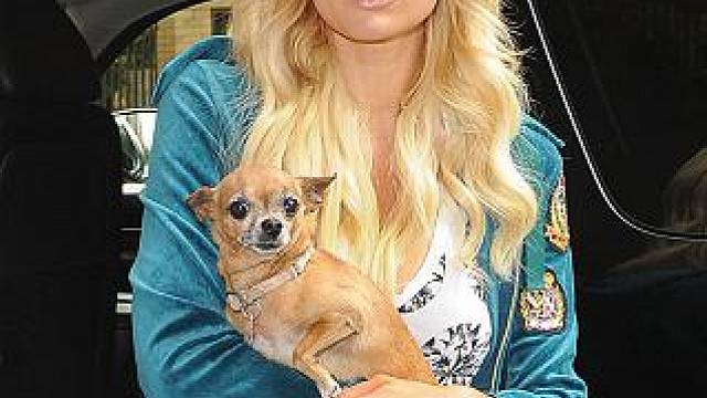 Paris Hilton s čivavou