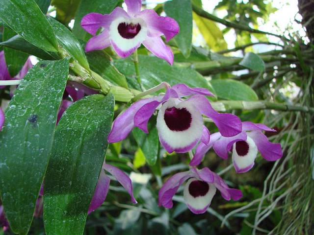 Atraktivní orchidej, která však klade poměrně vysoké nároky na přezimování – potřebuje v zimě velmi nízké teploty okolo 15 stupňů, takže je pro ni ideální zimní zahrada.
