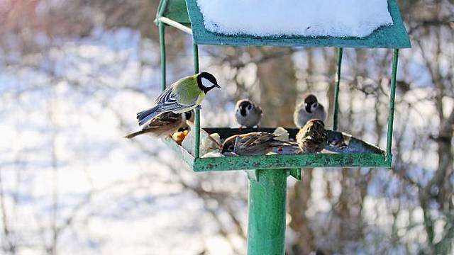 Během zimy přikrmujeme ptactvo.