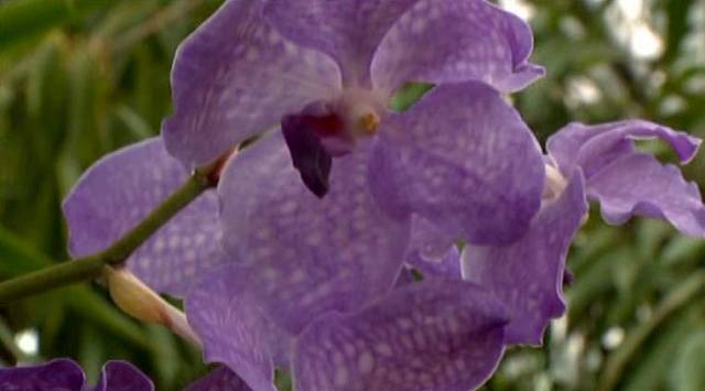 Orchidej s typickými fialovými květy. Pěstuje se většinou v košíčcích a potřebuje chladnější, čerstvý vzduch. Má dlouhé vzdušné kořeny a nezaléváme ji, ale rosíme právě tyto kořeny, jimiž přijímá vzdušnou vlhkost.
