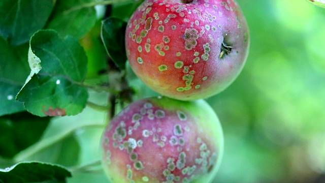 Strupovitost napadá listy i plody jabloní a hrušek.