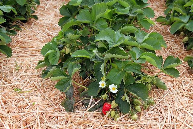 Jahodníky pěstované na záhonu na zimu obalte slámou nebo jutovými pytli.