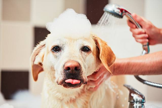 Šampon pro psy