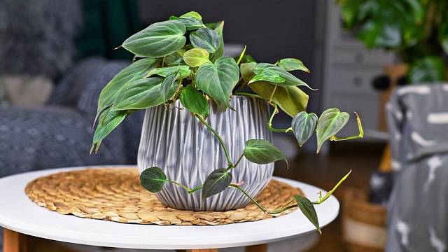 Philodendron Hederaceum Micans